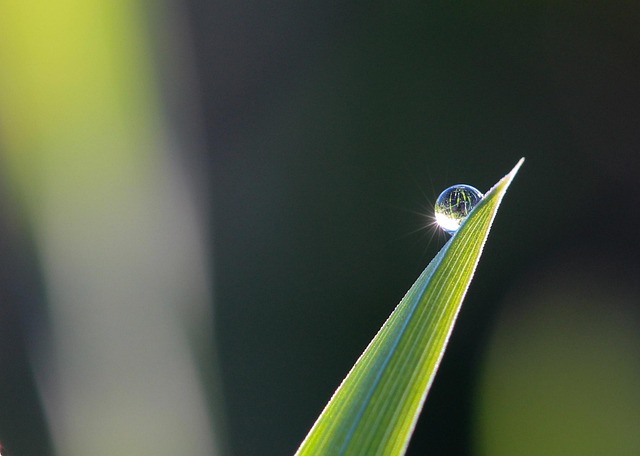 dew drop 640x456